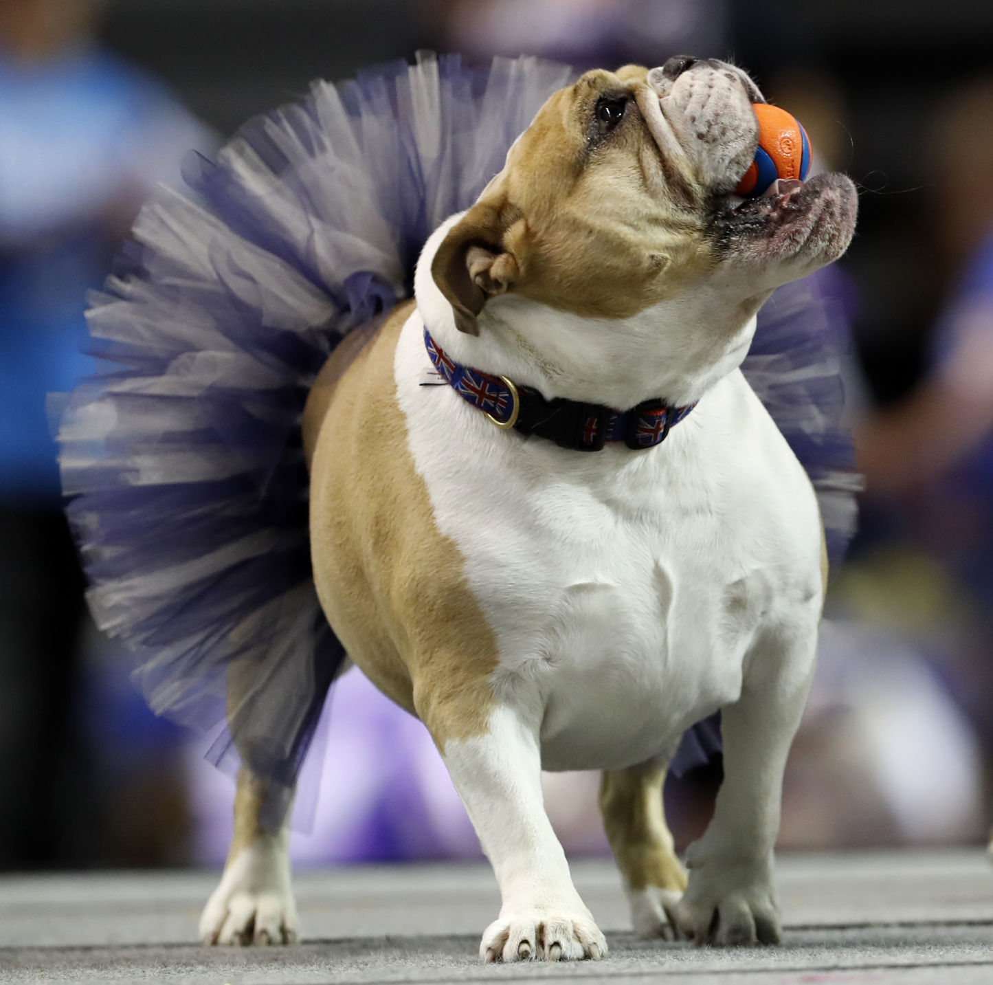 042617AP--Drake-Beautiful-Bulldogs-13